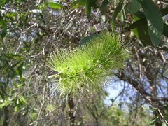 Melaleuca nervosa