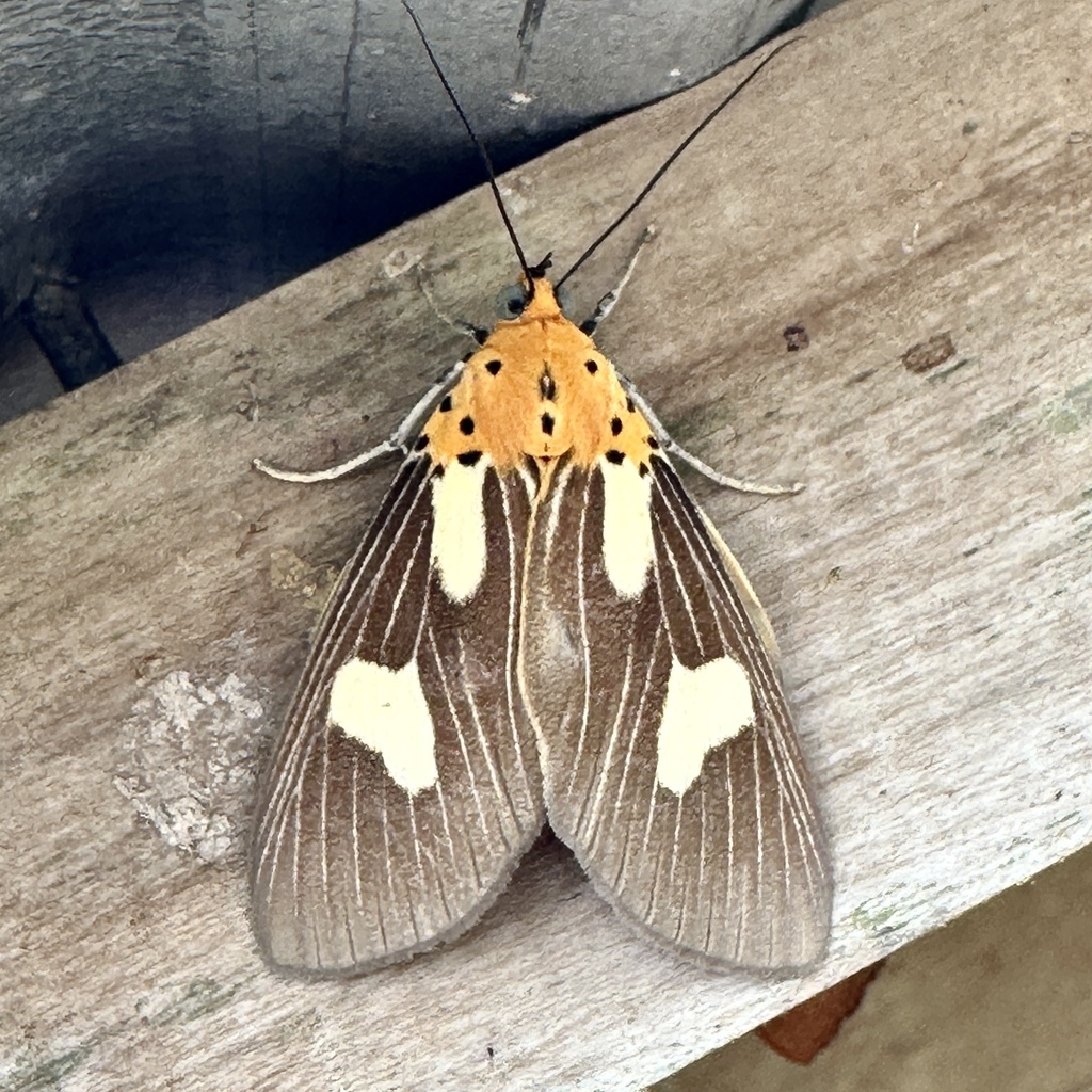 Asota australis