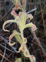 Oenothera indecora