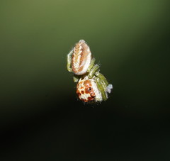 Opisthoncus abnormis