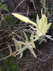 Oenothera indecora