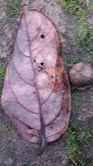 Cryptocarya