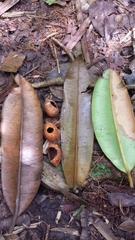 Calophyllum paniculatum