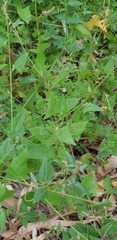 Atriplex prostrata
