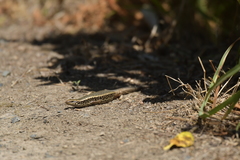 Oligosoma kokowai