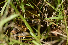 Oligosoma kokowai