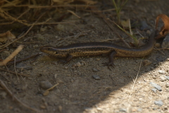 Oligosoma kokowai