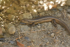 Oligosoma kokowai