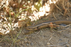 Oligosoma kokowai