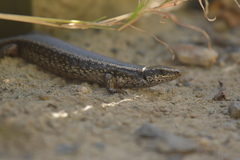 Oligosoma kokowai