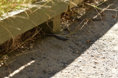 Oligosoma kokowai