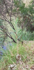 Phragmites australis