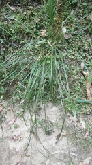 Carex solandri
