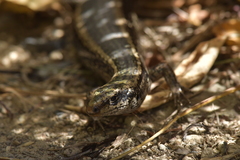 Oligosoma kokowai