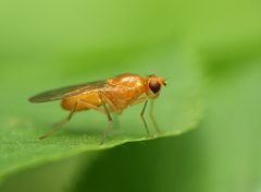 Psila