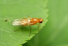 Psila