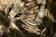 Oligosoma kokowai