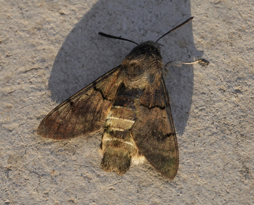 Hamoush Insect Eurasian Hummingbird Hawkmoth from 伊犁 on August 23, 2023 at 08:19 PM by ...