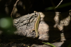 Oligosoma kokowai