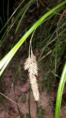 Carex solandri