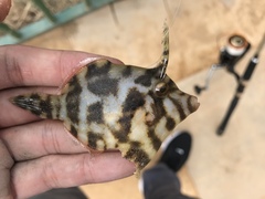 Acreichthys tomentosus