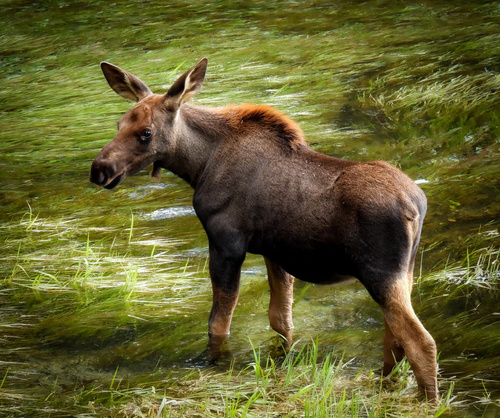 Shiras Moose photographed in Idaho