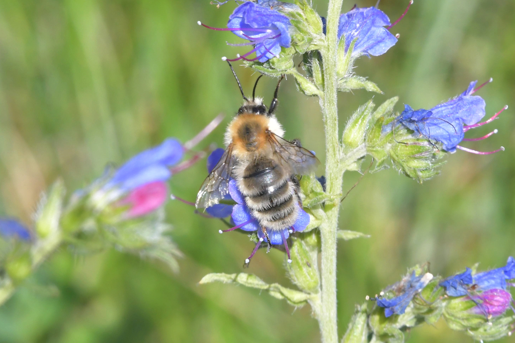 Moss Carder bee from Ongudayskiy rayon, GornoAltay, Russia on August