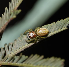 Opisthoncus abnormis