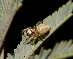 Opisthoncus abnormis