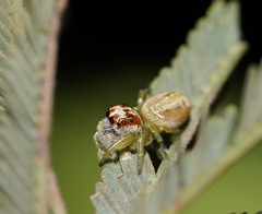 Opisthoncus abnormis