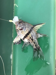 Sphaeramia orbicularis