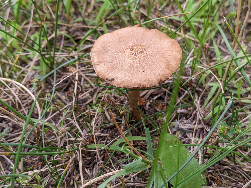 Inocybaceae from Addison Oaks County Park on July 26, 2023 at 1236 PM
