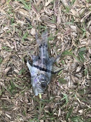 Sphaeramia orbicularis