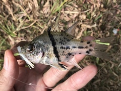 Sphaeramia orbicularis