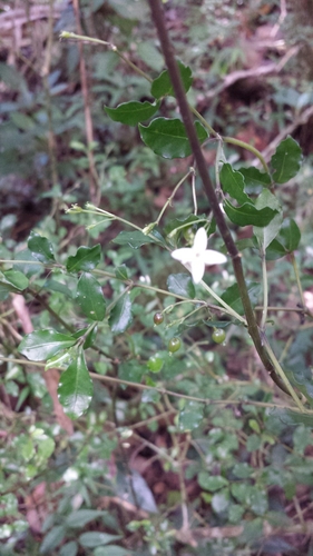 Chassalia betsilensis image