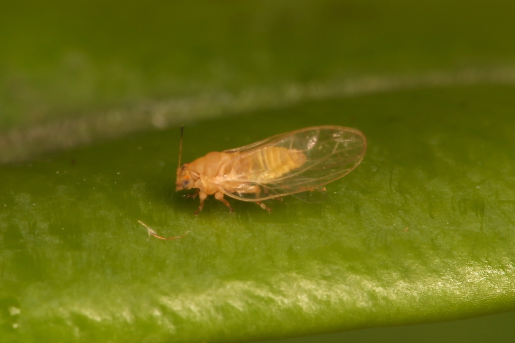 Carrot Psyllid