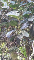 Peponidium