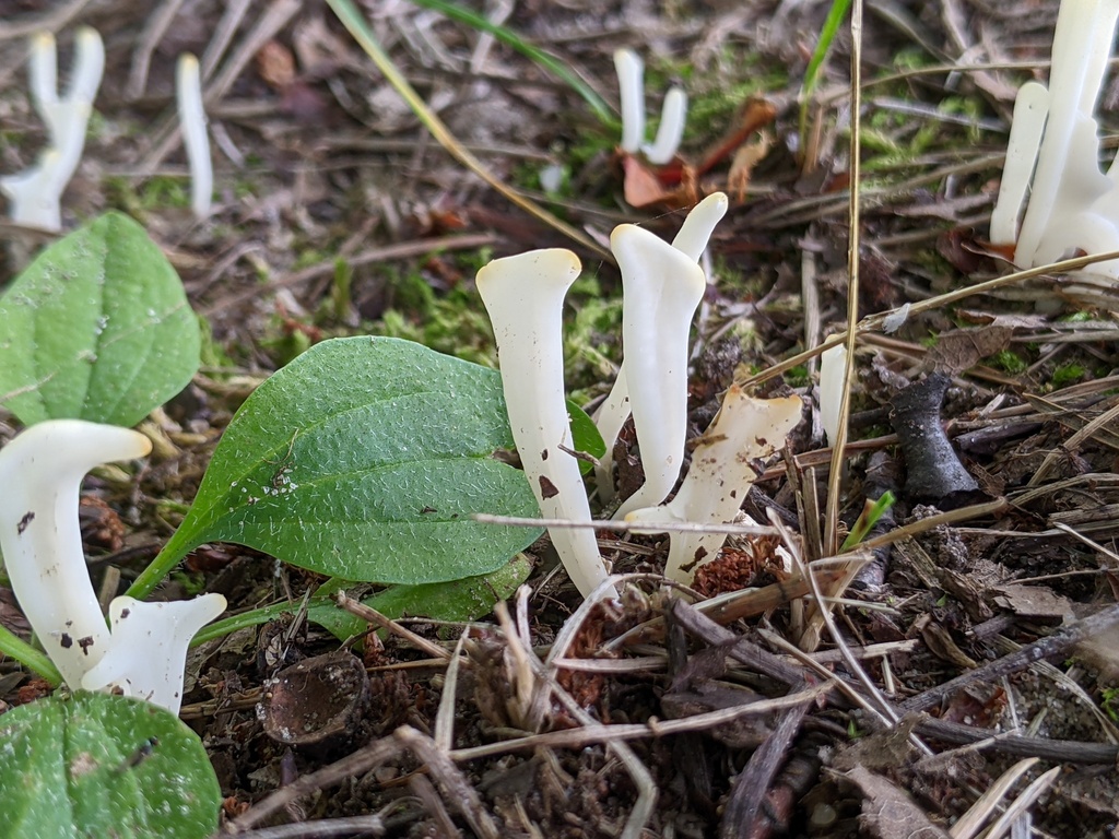 Clavaria from Addison Oaks County Park on July 26, 2023 at 0119 PM by