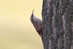 Short-Toed Treecreeper photo 2