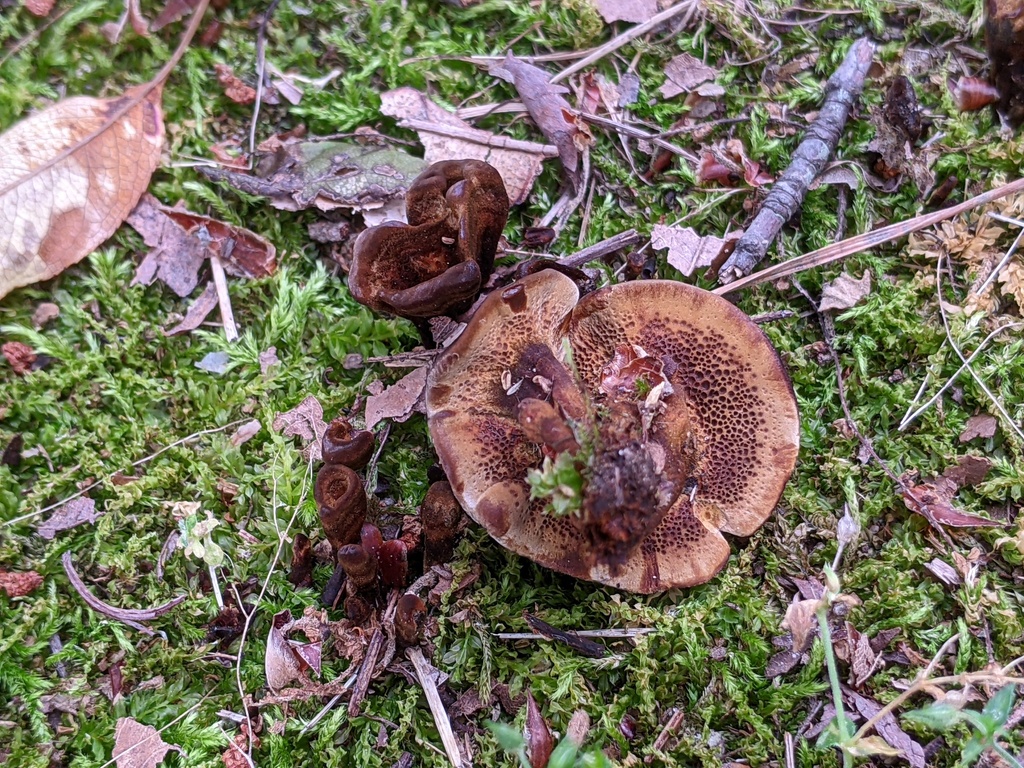 Coltricia from Addison Oaks County Park on July 26, 2023 at 0127 PM by