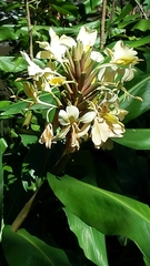 Hedychium
