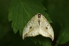 Drepana falcataria