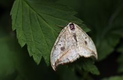 Drepana falcataria