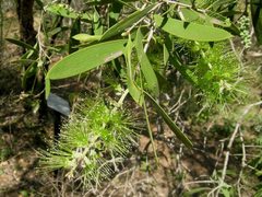Melaleuca nervosa
