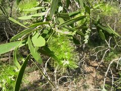 Melaleuca nervosa