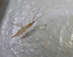 Conosia irrorata