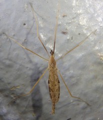 Conosia irrorata
