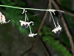 Arthropodium candidum