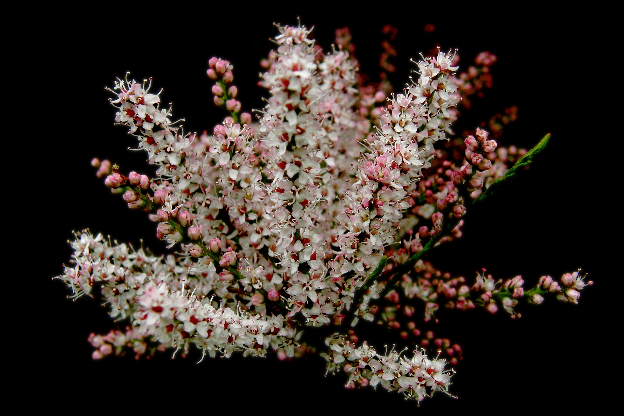 Tamarix