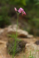 Lilium cernuum